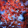 新宿の秋