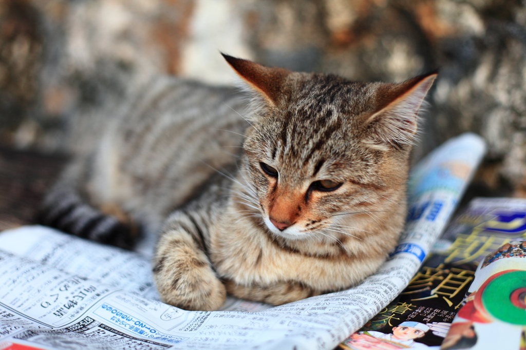 新聞を読む猫
