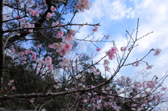 空・青・桜色