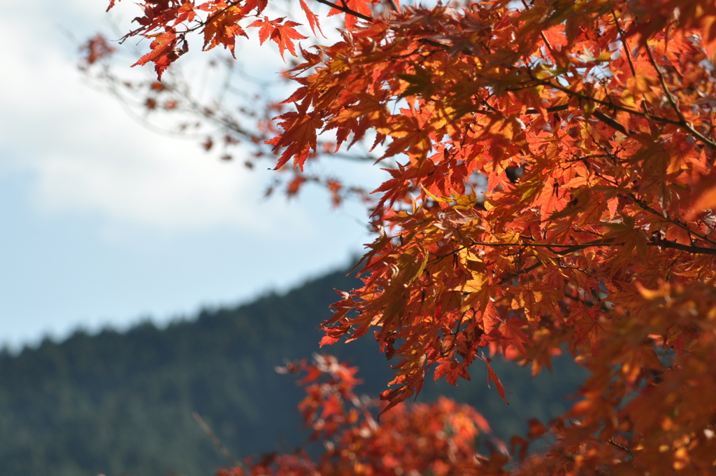 紅葉