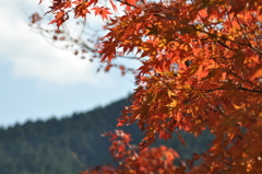 紅葉