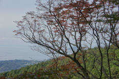 大紅葉２