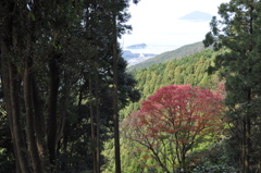 大紅葉