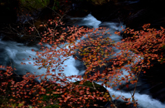 大滝渓谷の紅葉