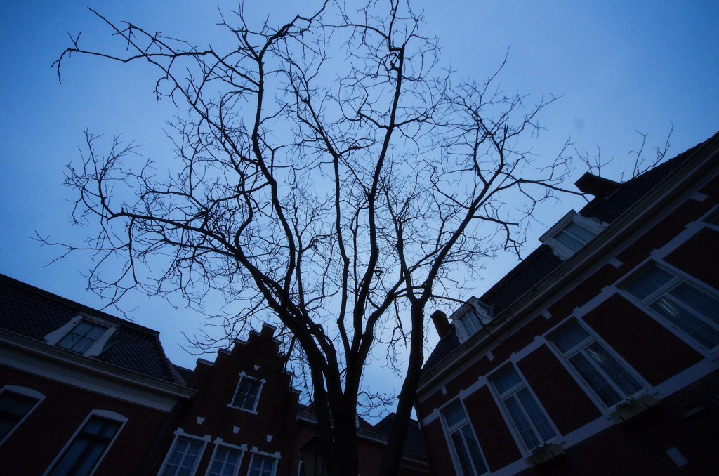 the tree
