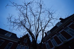 the tree