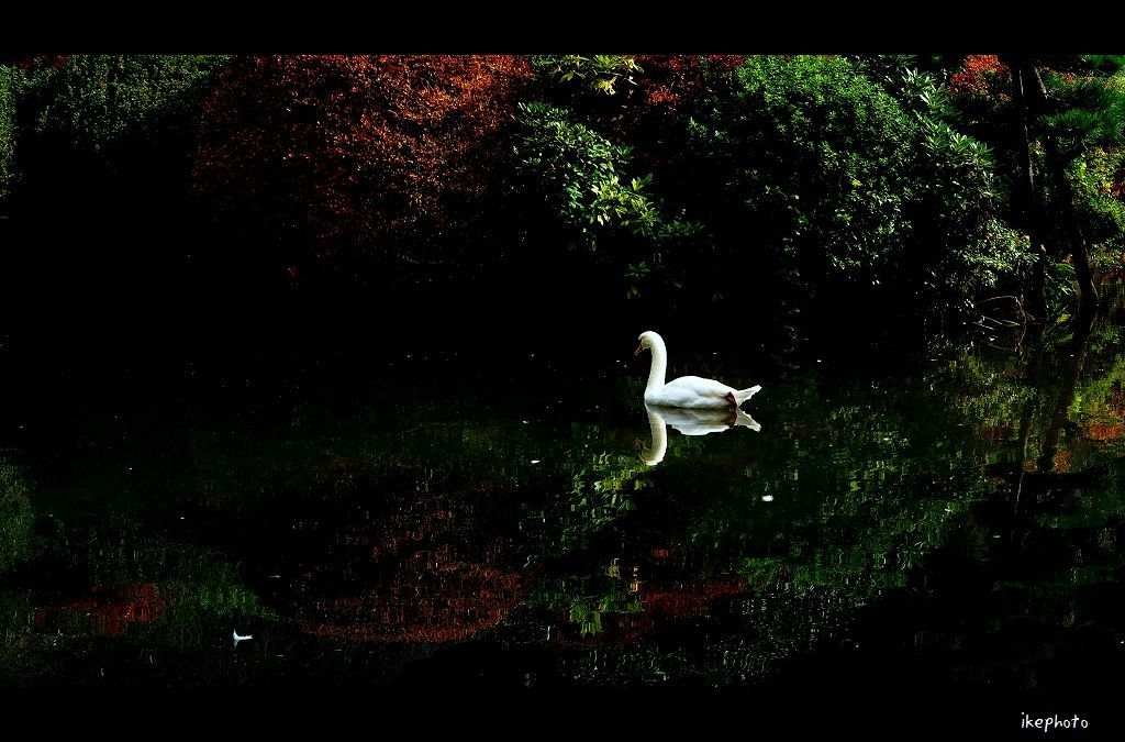 Swan Pond
