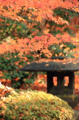 秋の庭園