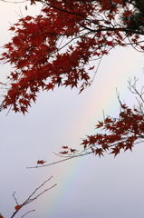 虹と紅葉