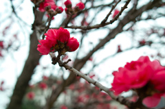 桜へリレー