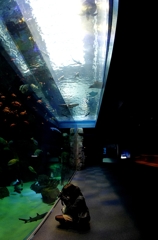 『aquarium』
