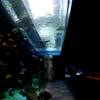 『aquarium』