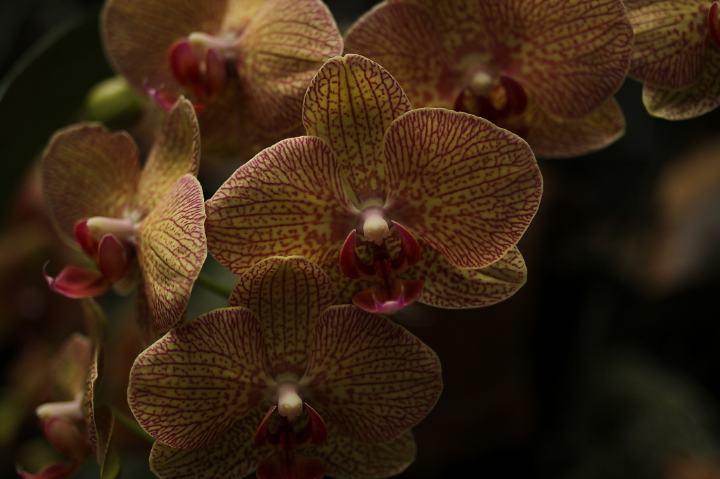 大阪　試し撮り075