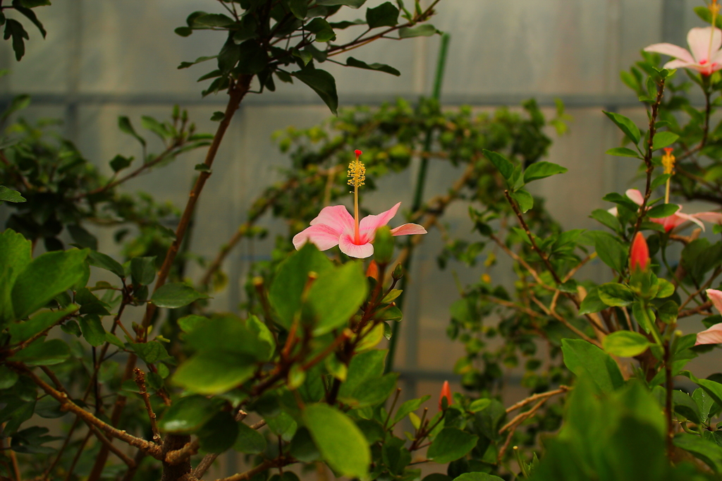 大阪　試し撮り039