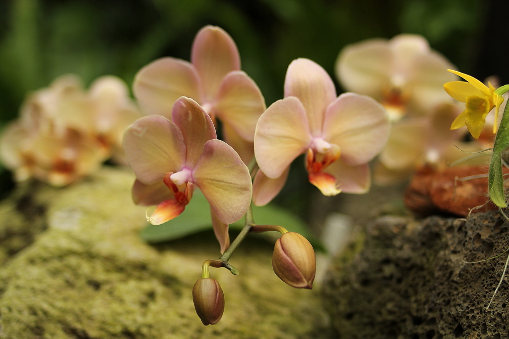 大阪　試し撮り063
