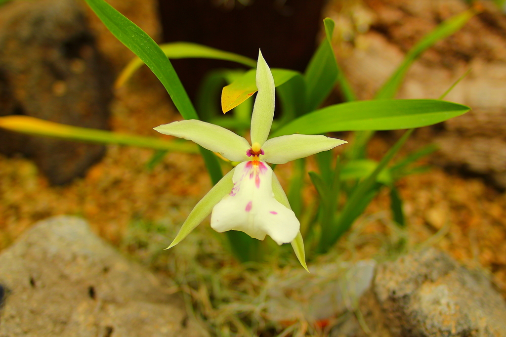 大阪　試し撮り058