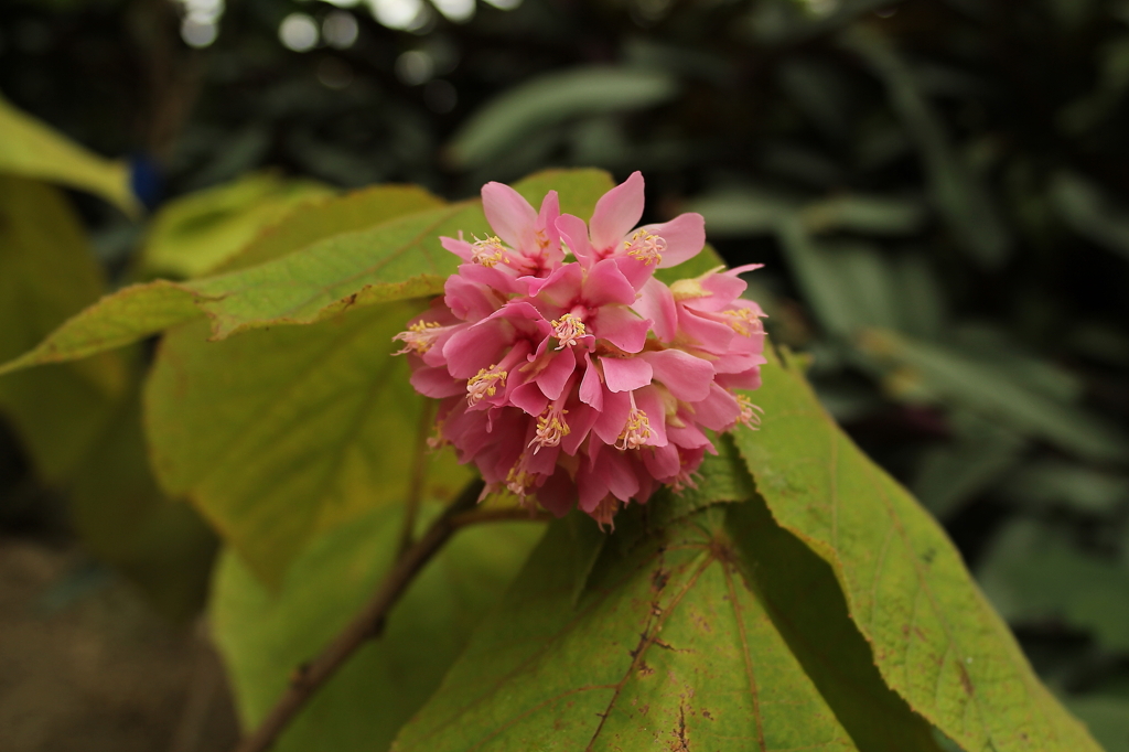 大阪　試し撮り030