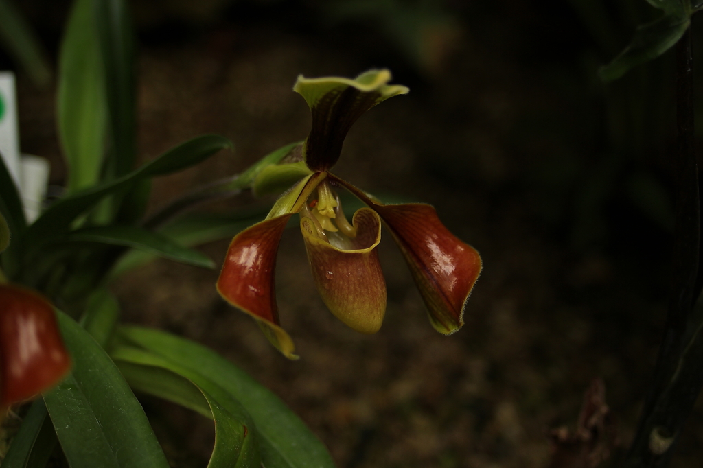 大阪　試し撮り051
