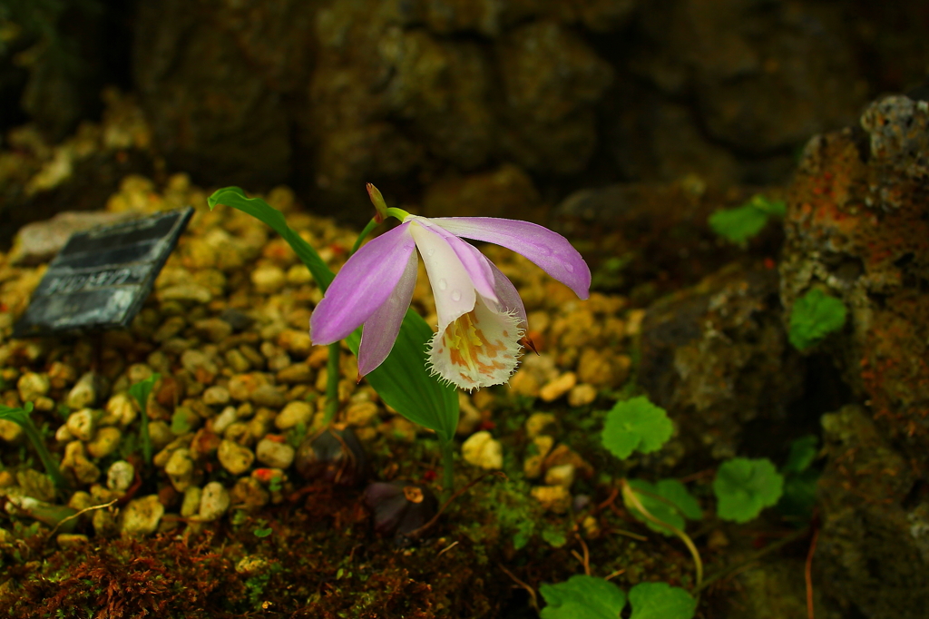 大阪　試し撮り008