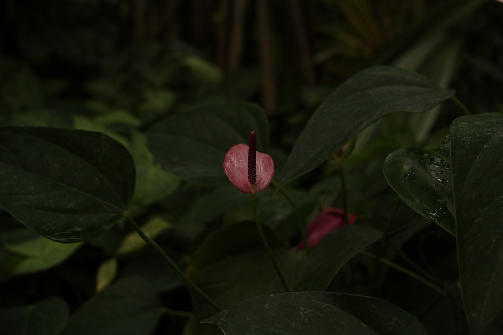 大阪　試し撮り065