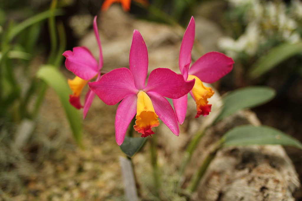 大阪　試し撮り055