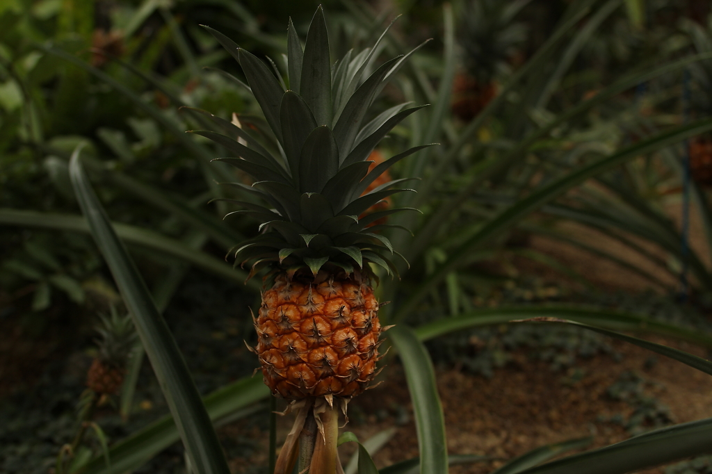 大阪　試し撮り032