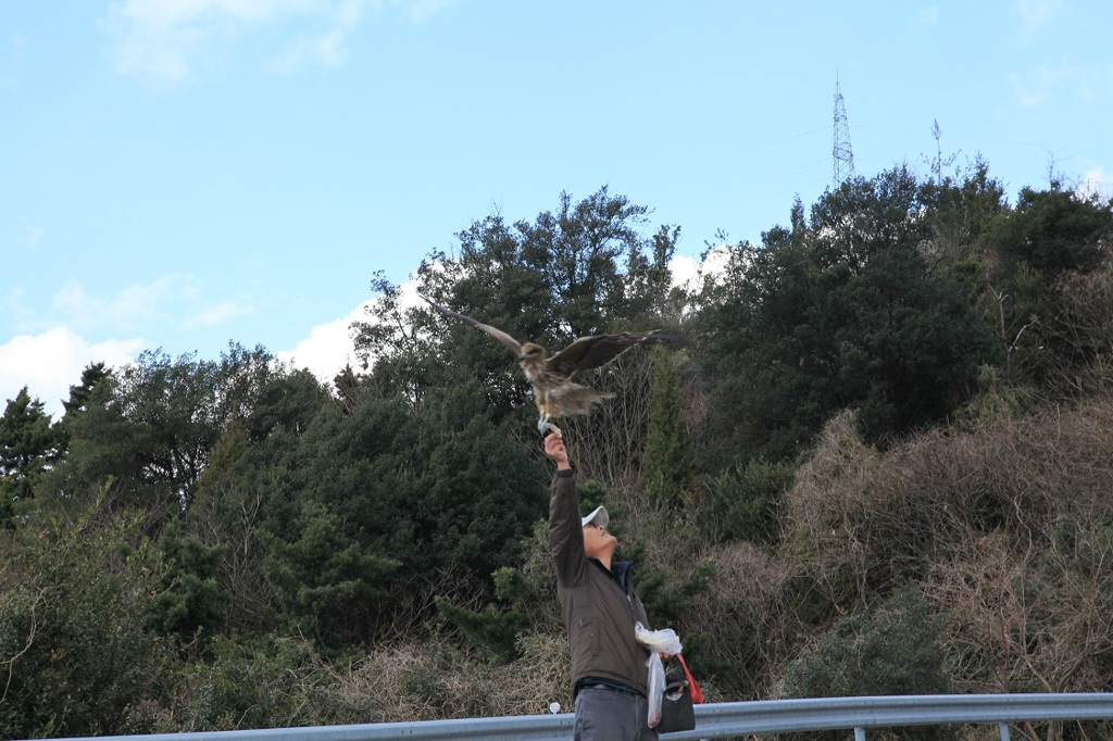 トンビの餌付け