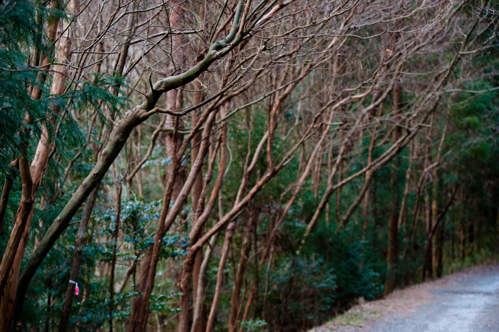 tree-lined vista