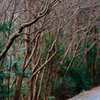 tree-lined vista