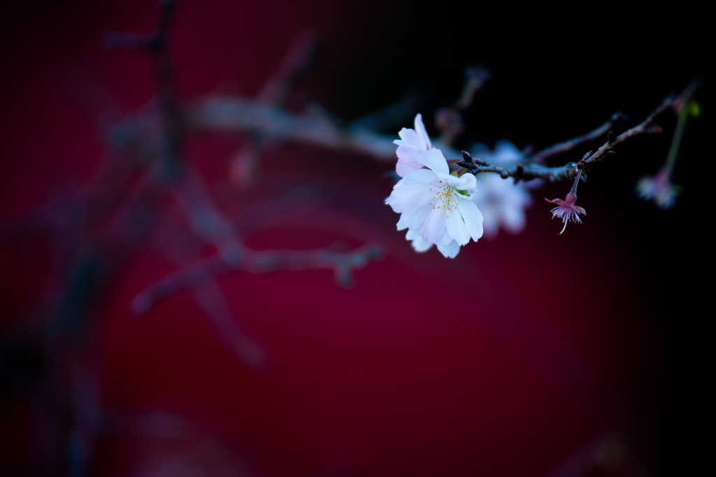紅に白