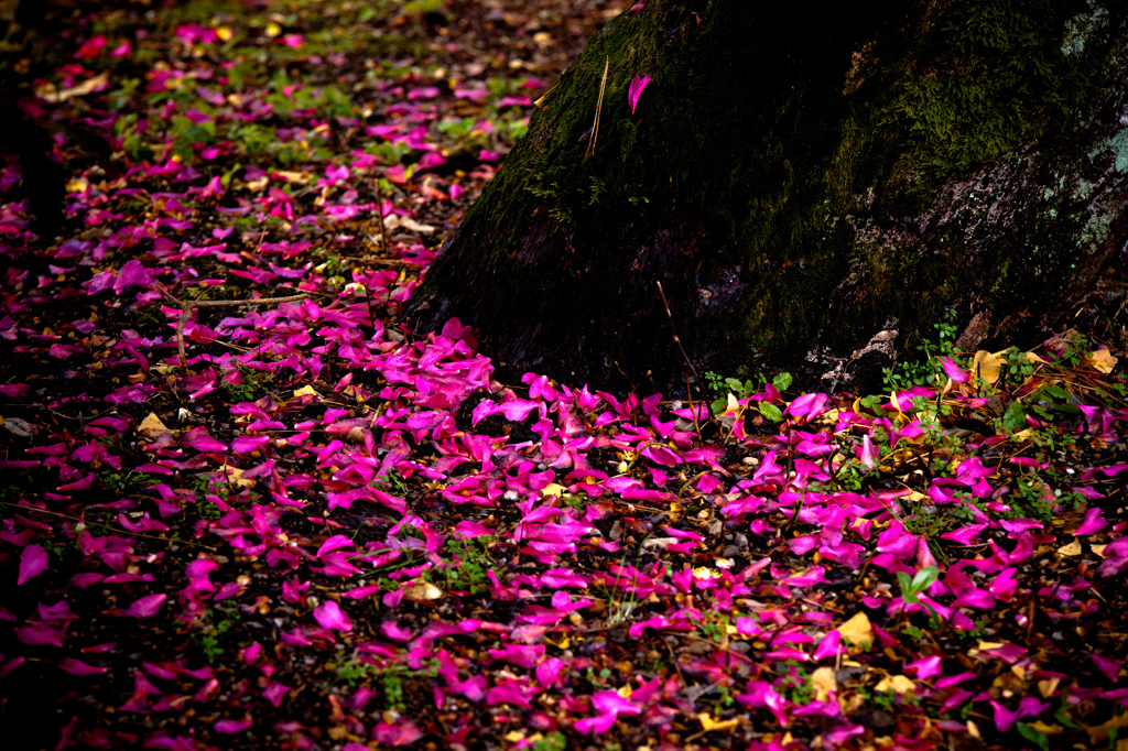 falling purple
