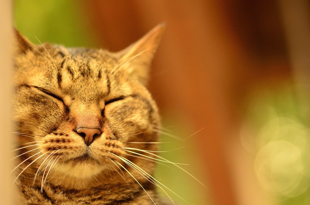 sleeping…