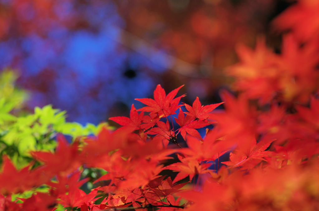 紅葉～