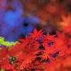 紅葉～