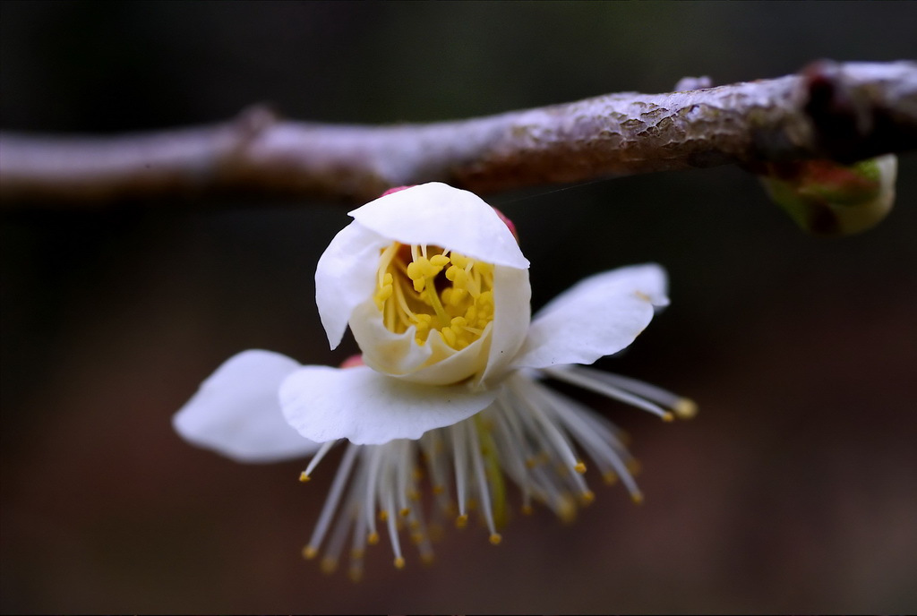 三渓園　春　2012　09
