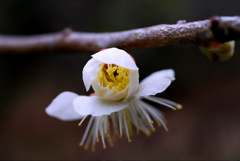 三渓園　春　2012　09