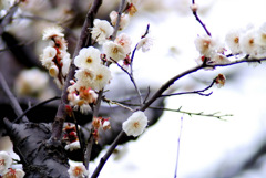 三渓園　春　2012　06