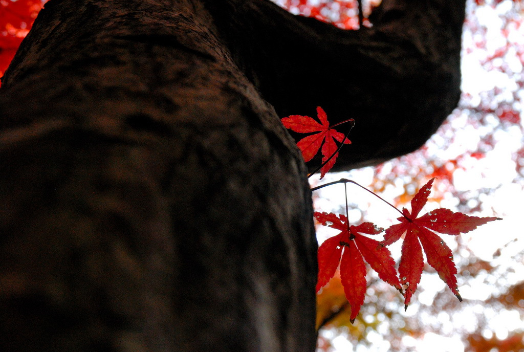 三渓園　秋　2011　0003