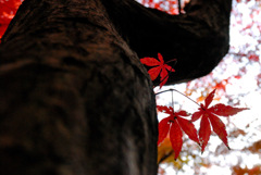 三渓園　秋　2011　0003