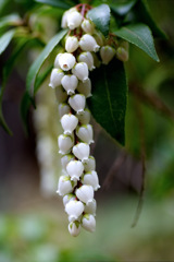 三渓園　春　2012　04