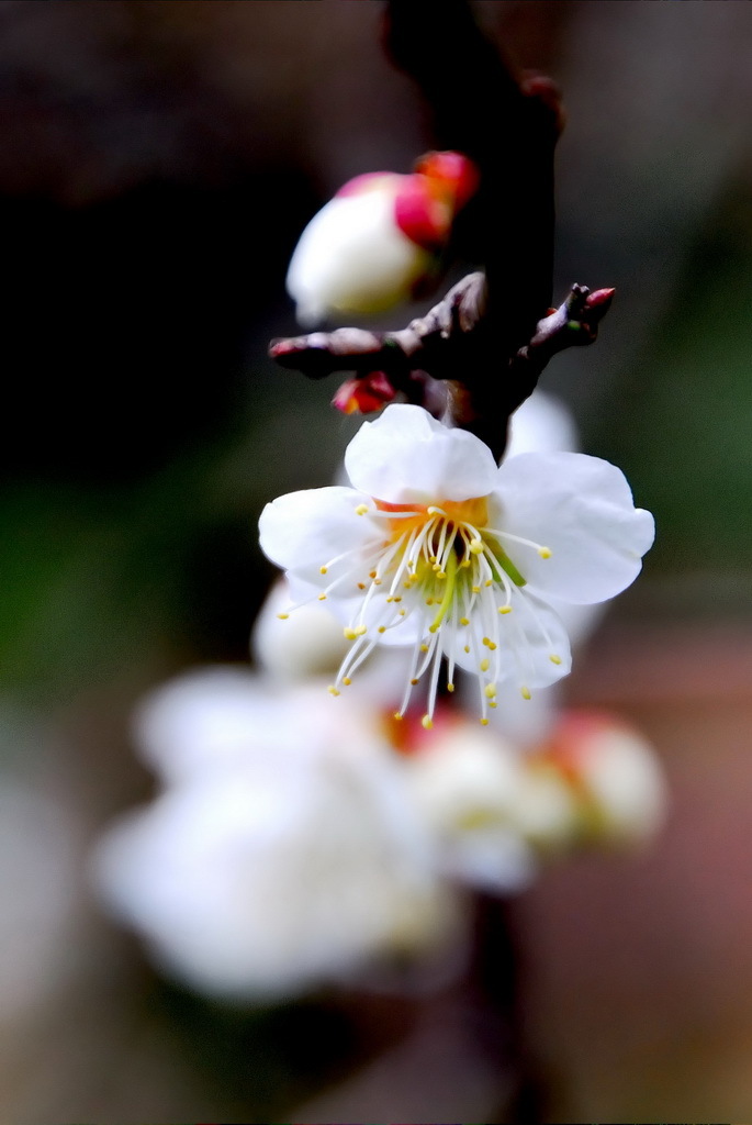 三渓園　春　2012　08