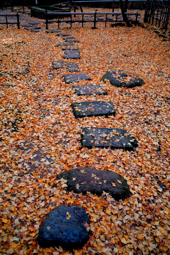 三渓園　秋　2011　0005