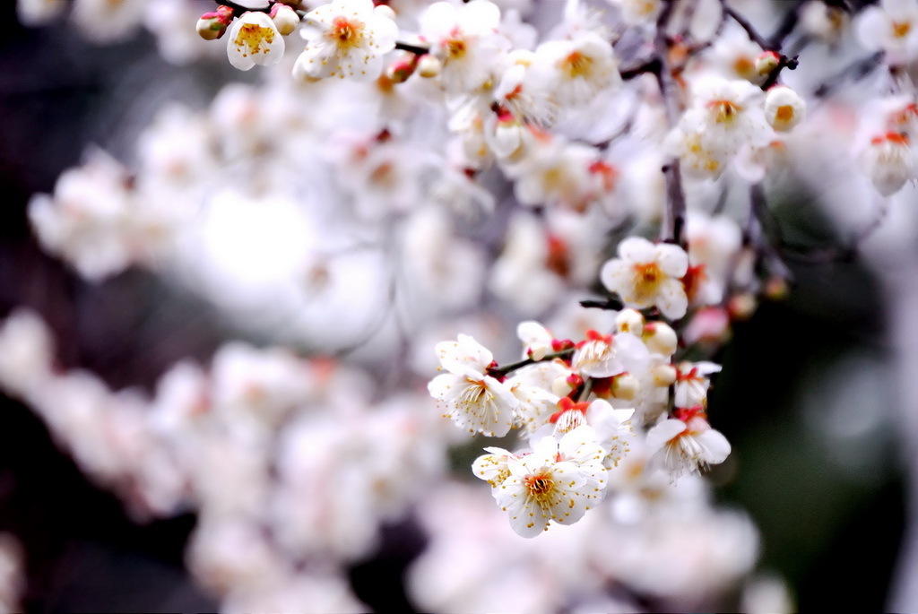 三渓園　春　2012　07