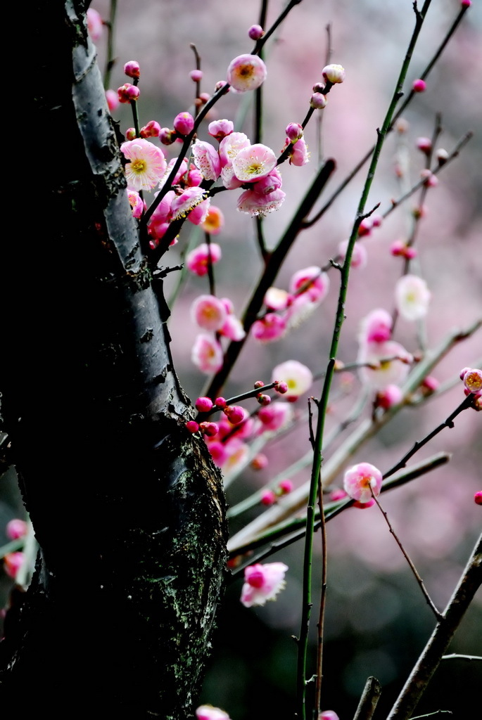三渓園　春　2012　05