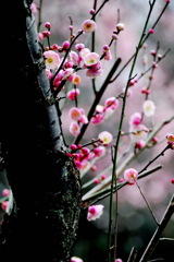 三渓園　春　2012　05