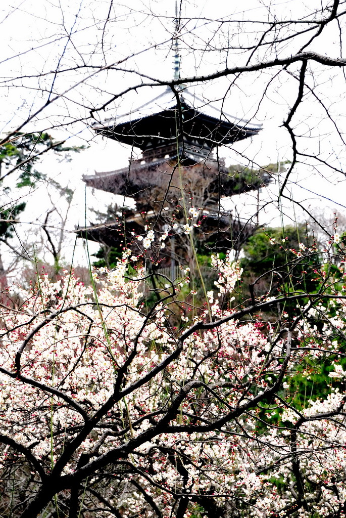 三渓園　春　2012　01