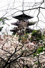 三渓園　春　2012　01