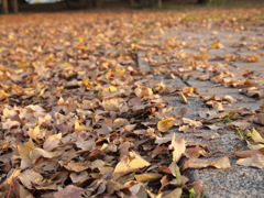 落ち葉の絨毯１