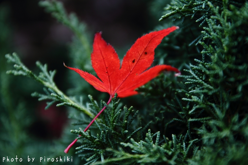 Late in Autumn