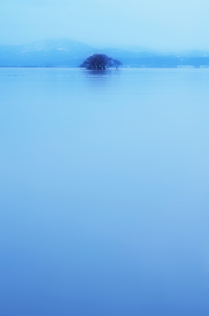 琵琶湖に立つ木